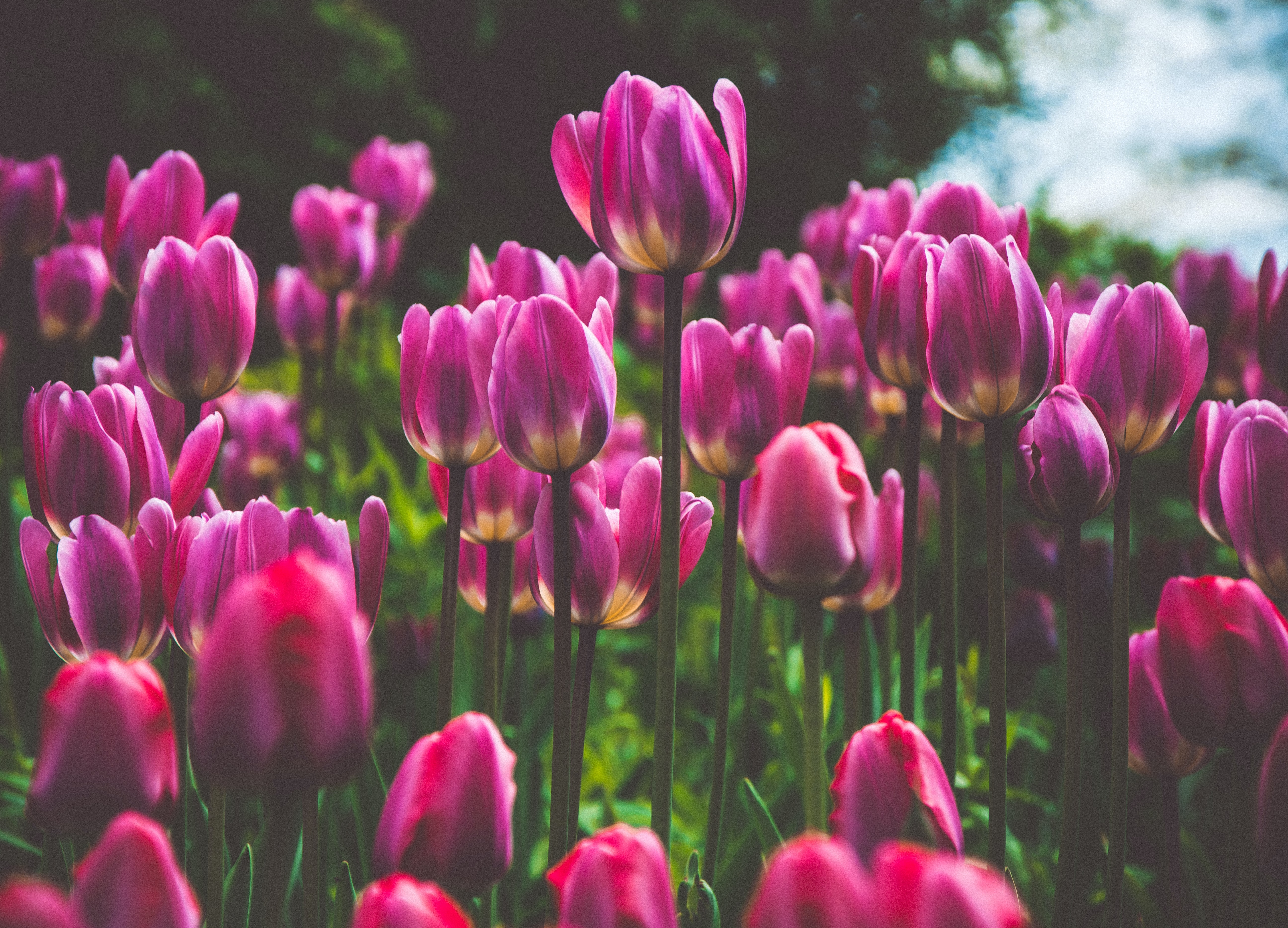 スキンケア・メークアップの森